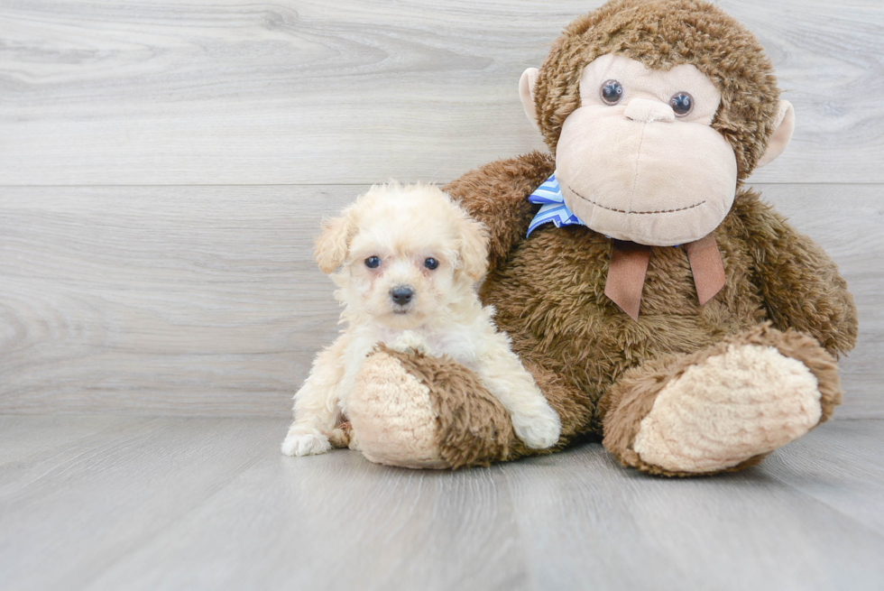 Popular Poochon Poodle Mix Pup