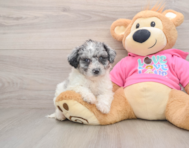 8 week old Poochon Puppy For Sale - Premier Pups