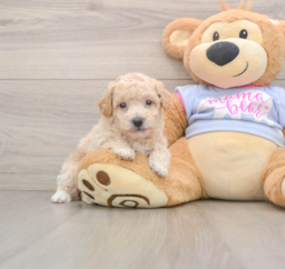 7 week old Poochon Puppy For Sale - Premier Pups