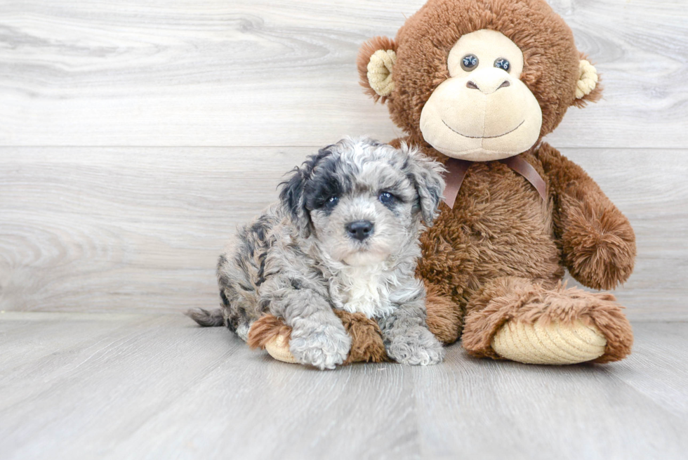 Smart Poochon Poodle Mix Pup
