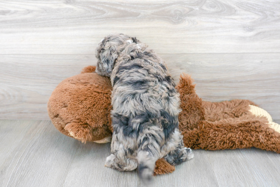 Poochon Puppy for Adoption