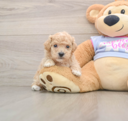 7 week old Poochon Puppy For Sale - Premier Pups