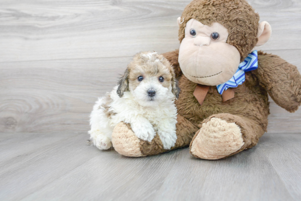 Energetic Bichpoo Poodle Mix Puppy