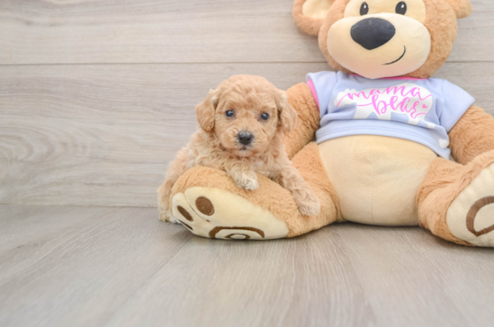 PRIMROSE, a Poochon littermate