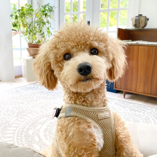 Poochon Puppy For Sale - Premier Pups