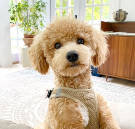 Poochon Puppies For Sale - Premier Pups