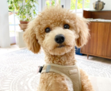 Poochon Puppies For Sale Premier Pups