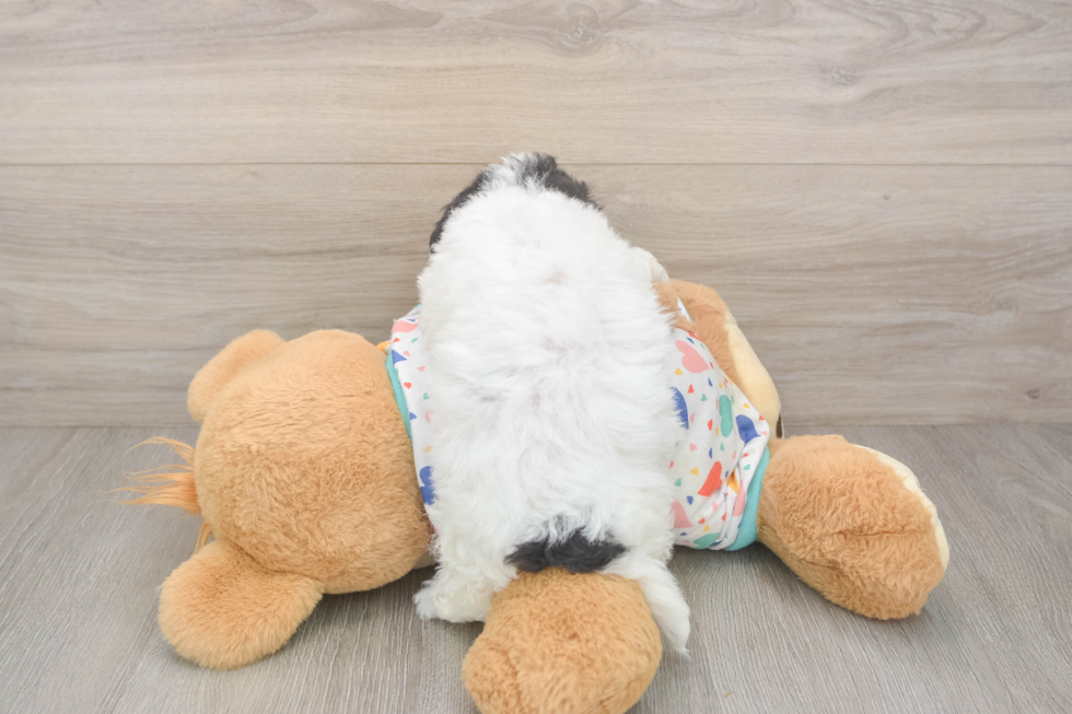 Friendly Poochon Baby