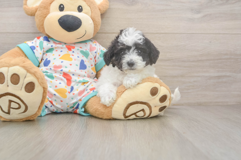 Little Bichpoo Poodle Mix Puppy
