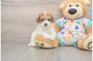 Poochon Pup Being Cute