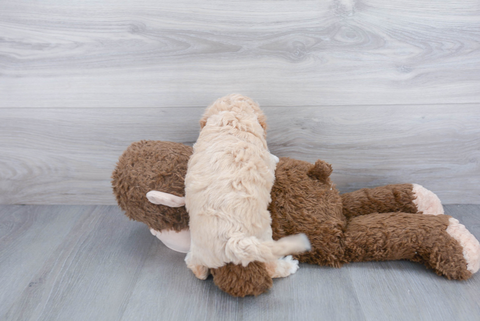 Fluffy Poochon Poodle Mix Pup