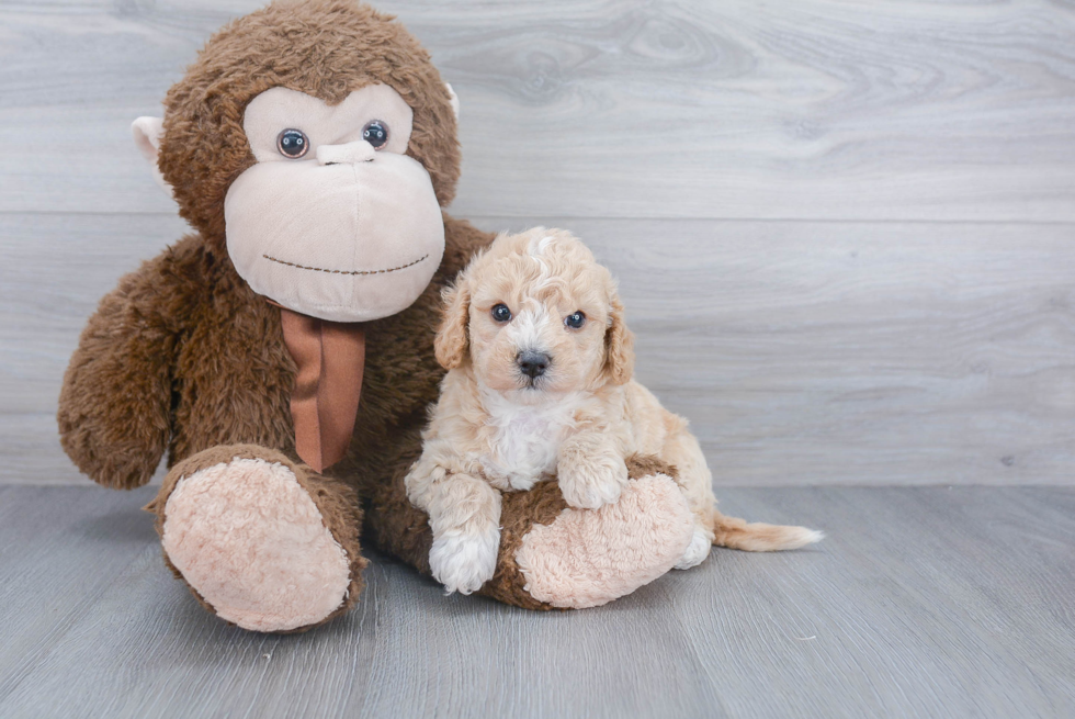 Poochon Pup Being Cute