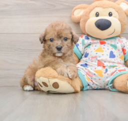 8 week old Poochon Puppy For Sale - Premier Pups