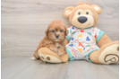 Funny Poochon Poodle Mix Pup