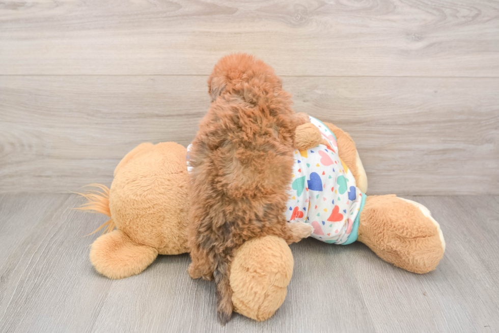 Poochon Pup Being Cute