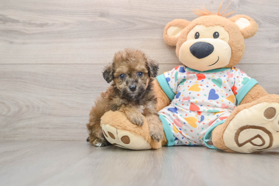 Happy Poochon Baby