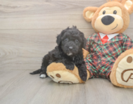 6 week old Poochon Puppy For Sale - Premier Pups