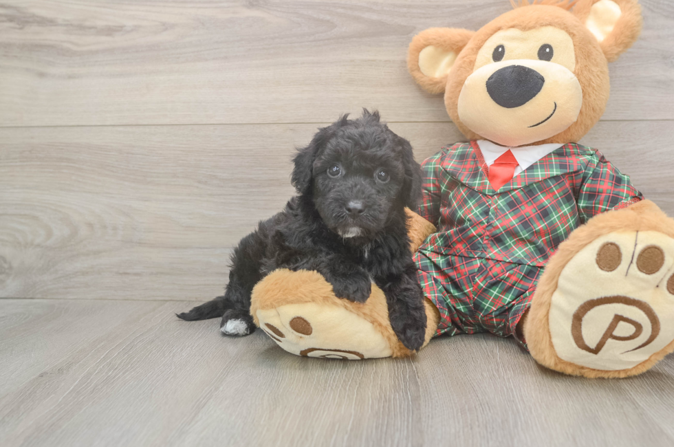 6 week old Poochon Puppy For Sale - Premier Pups