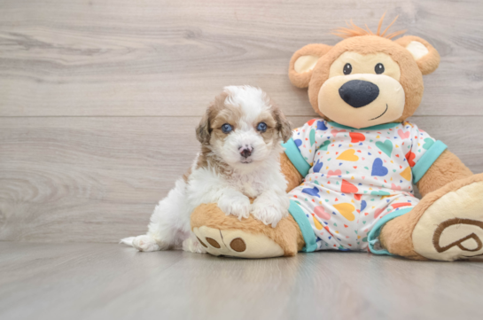 RICK, a Poochon littermate