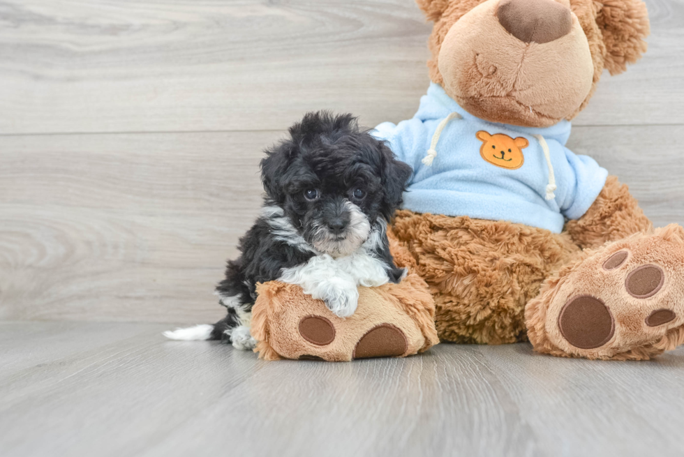 Poochon Pup Being Cute