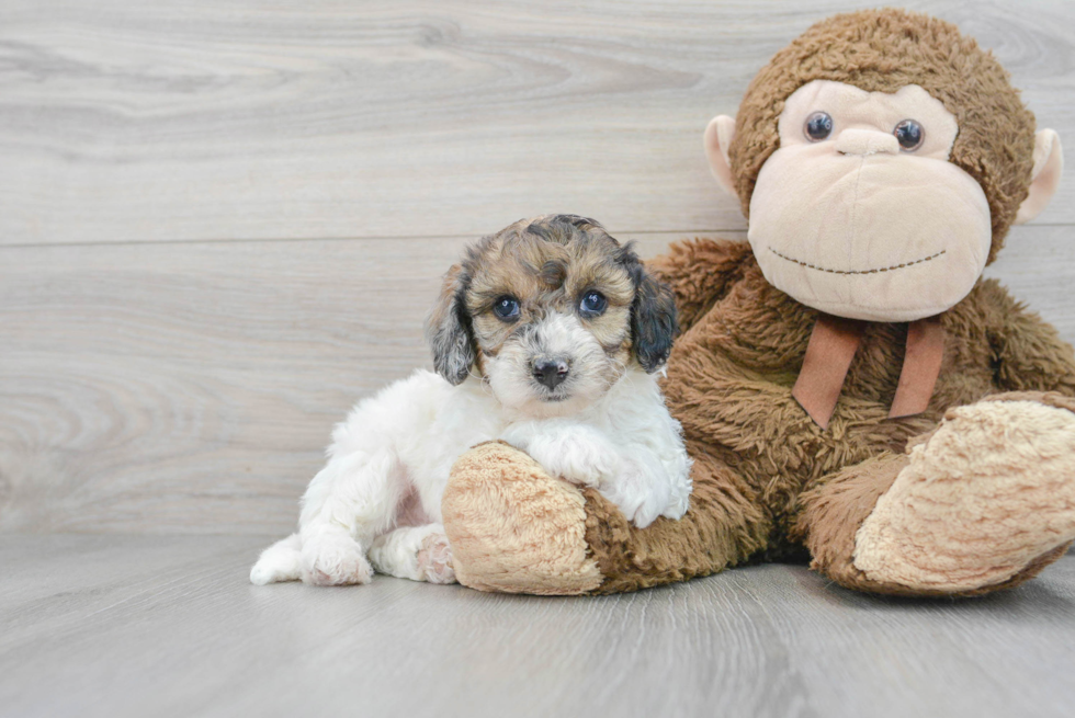 Poochon Puppy for Adoption