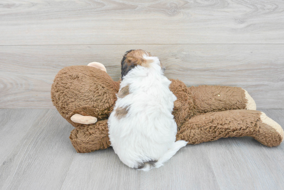 Petite Poochon Poodle Mix Pup