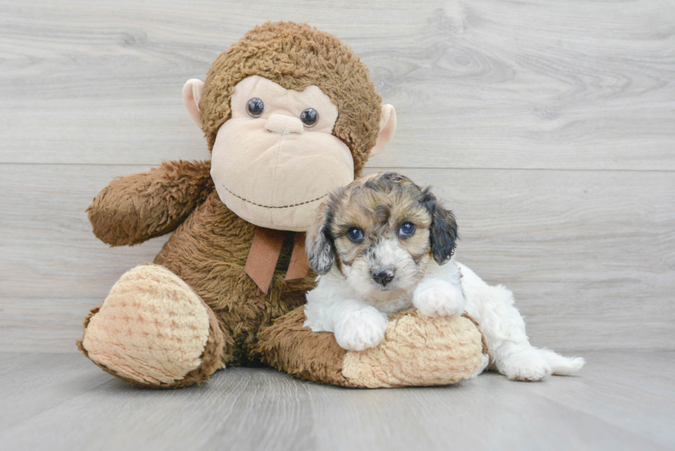 Poochon Pup Being Cute