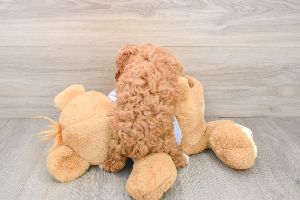 Fluffy Poochon Poodle Mix Pup