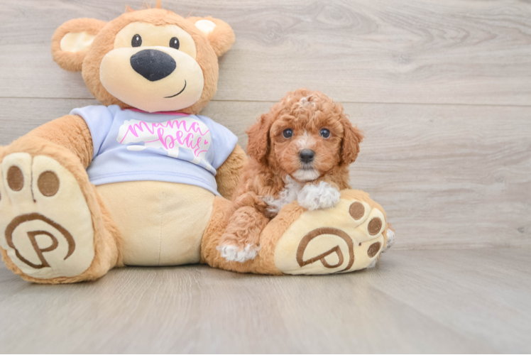 Petite Poochon Poodle Mix Pup