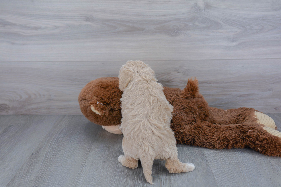 Fluffy Poochon Poodle Mix Pup