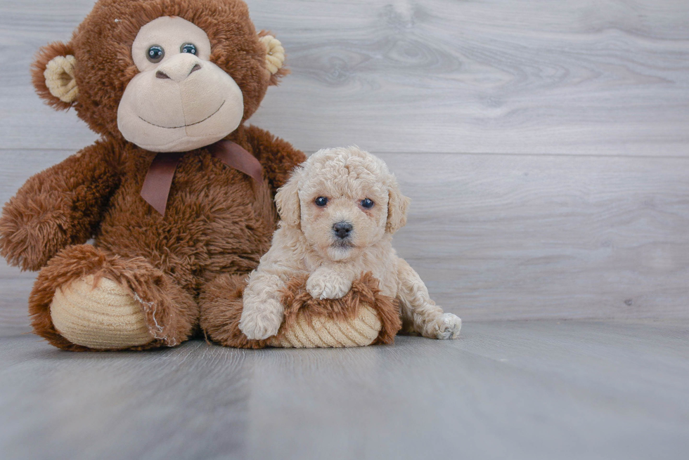 Poochon Pup Being Cute