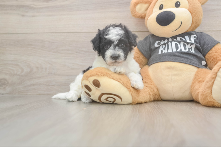 Smart Poochon Poodle Mix Pup
