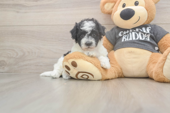 Smart Poochon Poodle Mix Pup