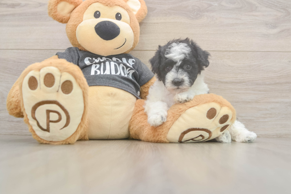 Petite Poochon Poodle Mix Pup