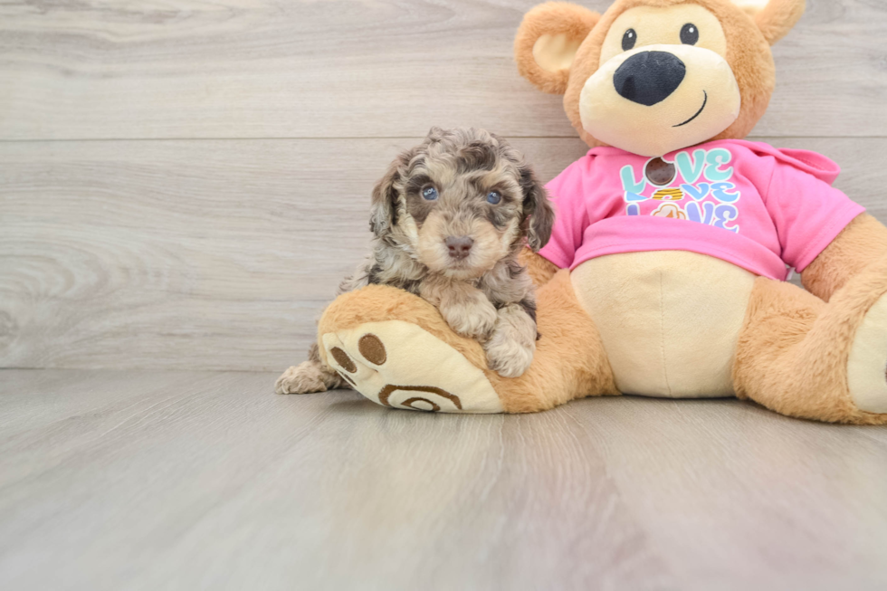 Adorable Bichpoo Poodle Mix Puppy