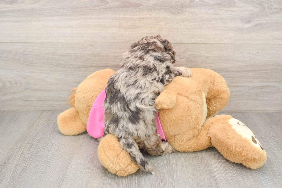 Playful Bichpoo Poodle Mix Puppy