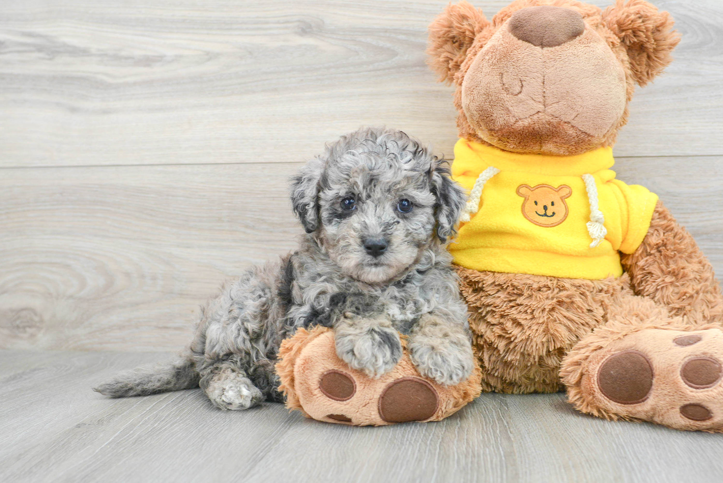 Best Poochon Baby