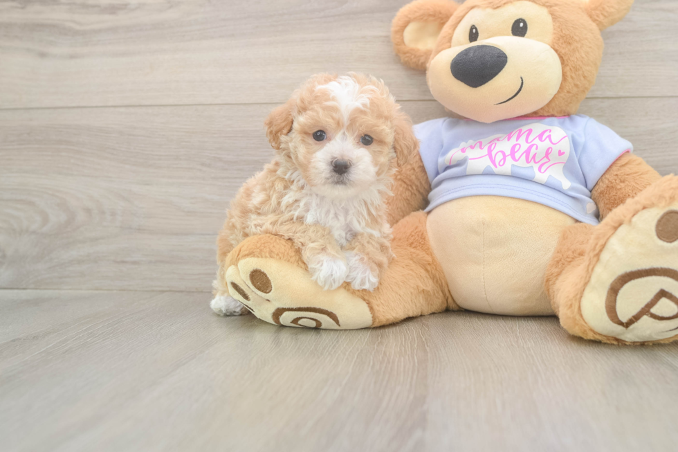 Poochon Pup Being Cute