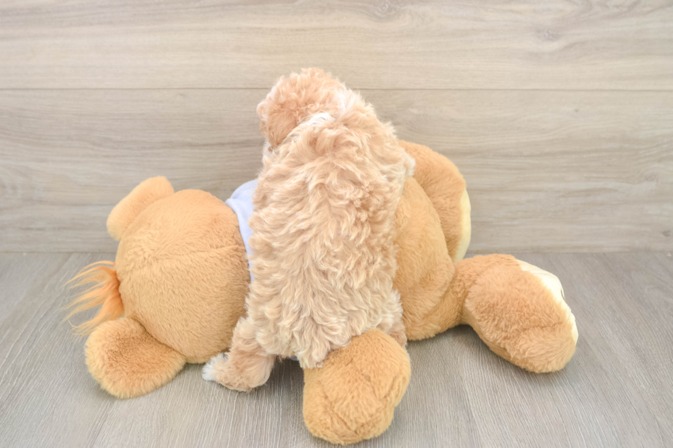 Poochon Puppy for Adoption