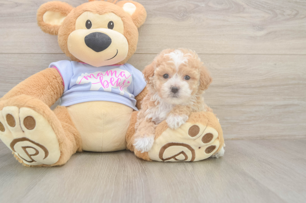 Funny Poochon Poodle Mix Pup