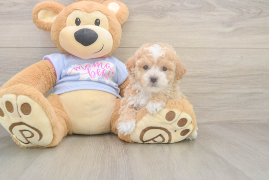 Funny Poochon Poodle Mix Pup