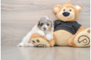 Poochon Puppy for Adoption