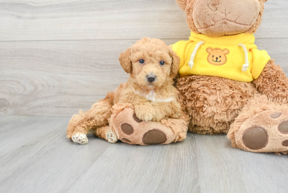 Smart Poochon Poodle Mix Pup