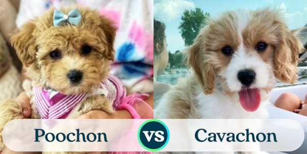 Poochon vs Cavachon: Breed Comparison - Premier Pups