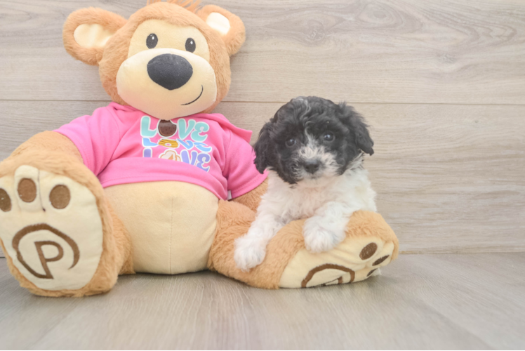 Adorable Bichpoo Poodle Mix Puppy