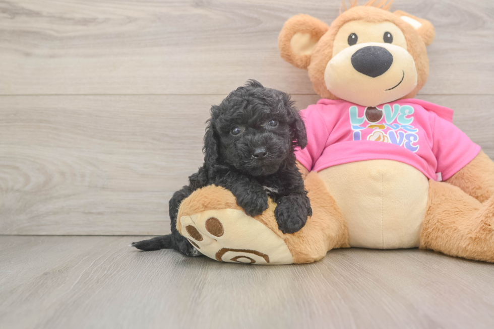 Poochon Puppy for Adoption