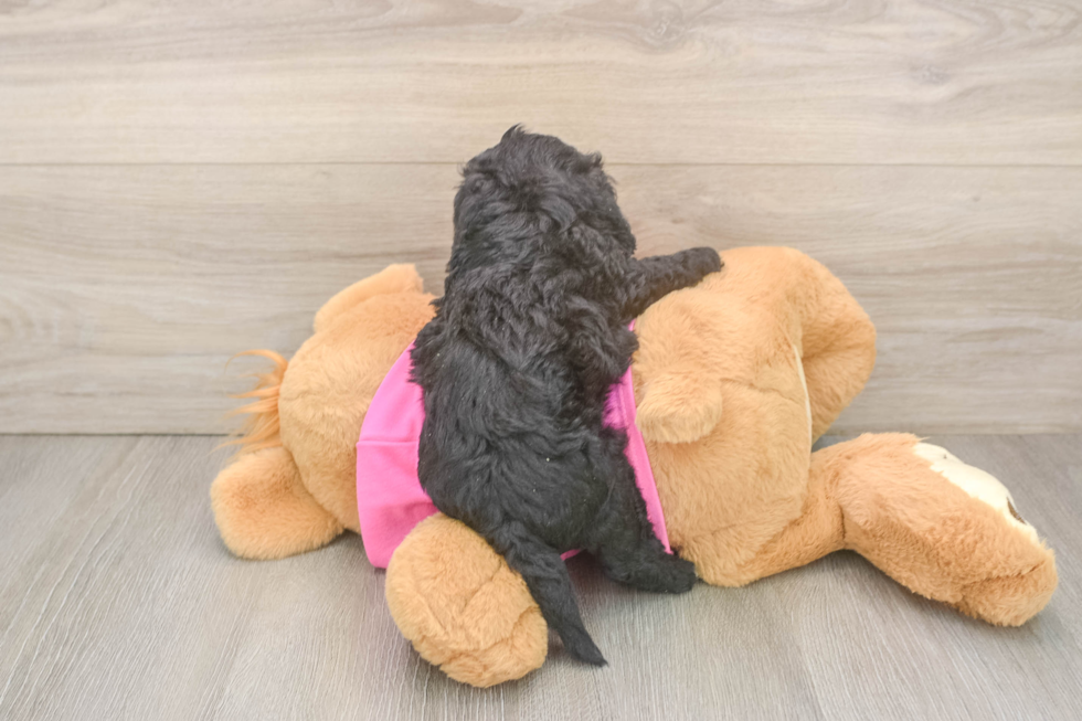 Friendly Poochon Baby