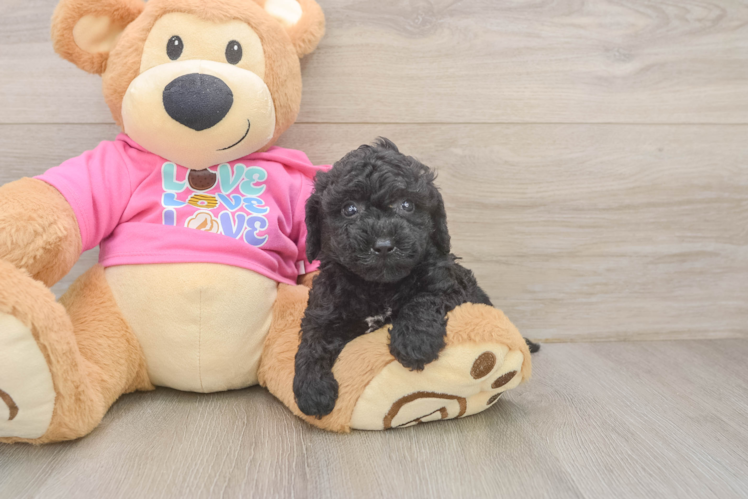 Friendly Poochon Baby