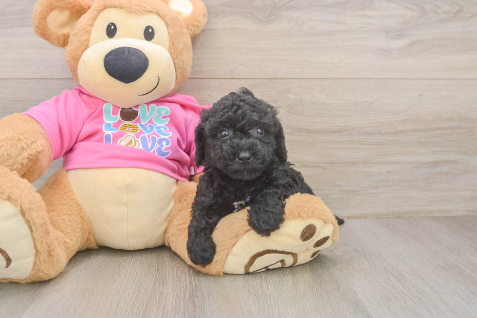 Friendly Poochon Baby