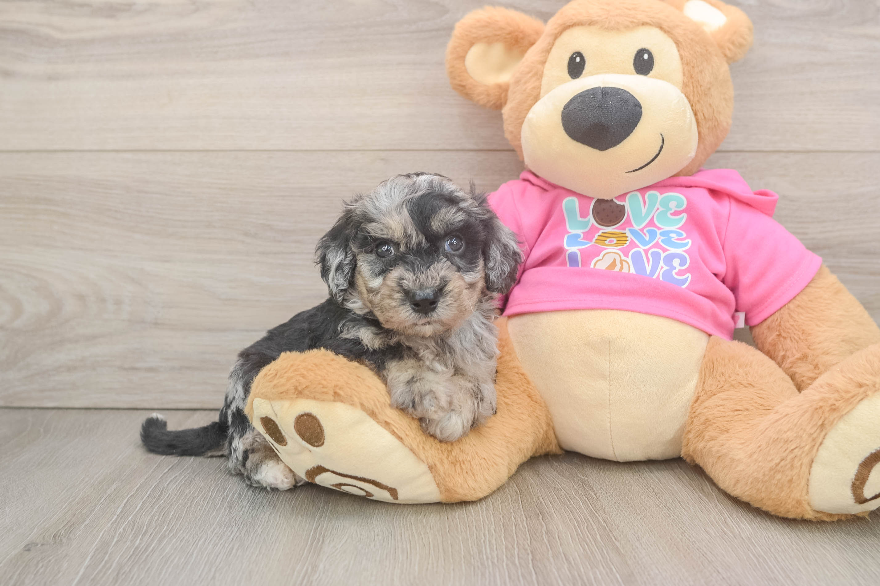 Poochon Puppy for Adoption